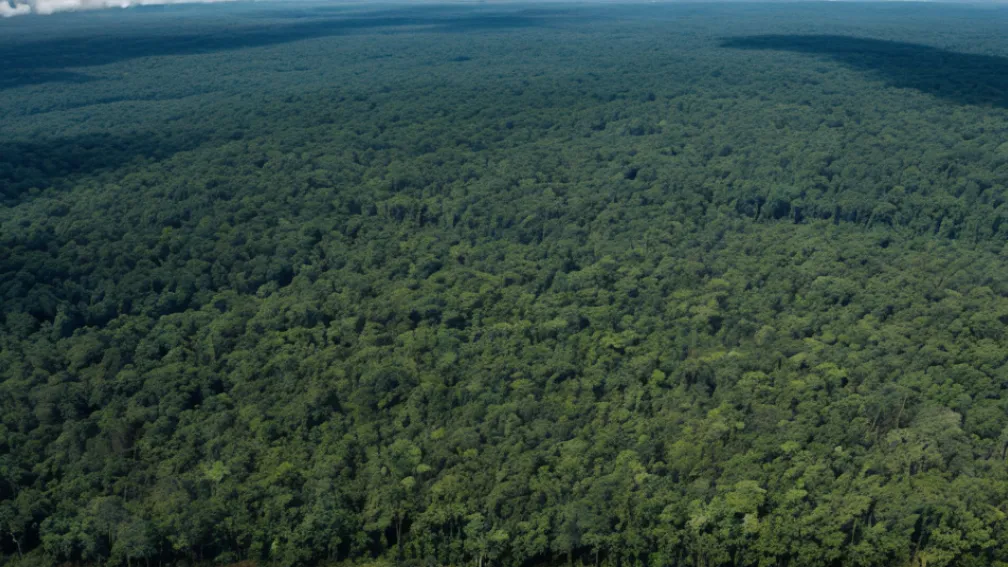 Pierderea Pădurilor la Nivel Global A Atins un Record Istoric în 2024: Alarmă pentru Climă și Biodiversitate