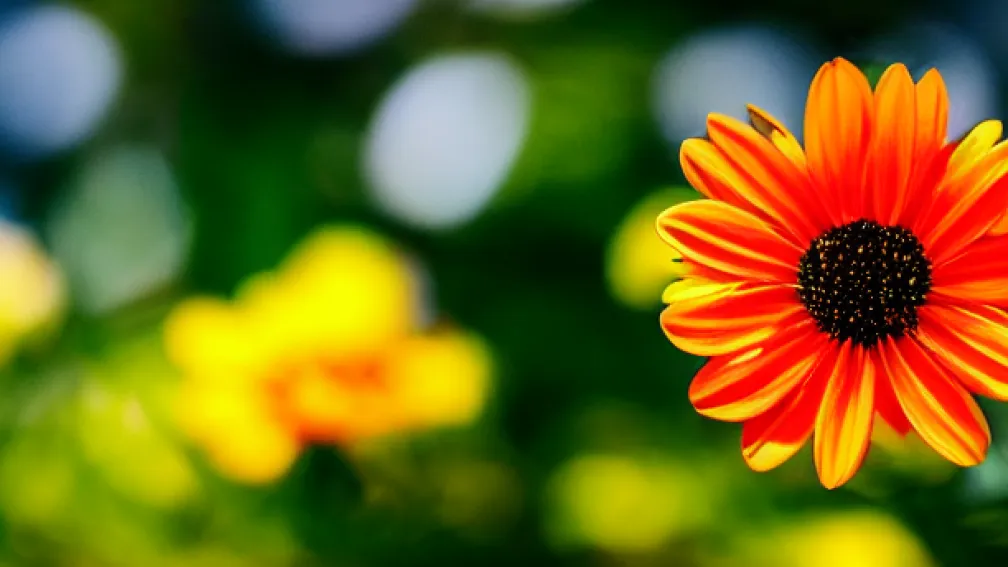5 Moduri Inspirate de Natură pentru a Aduce Bucurie și Uimire în Viața Ta Primăvara Aceasta | Activități Relaxante și Creative