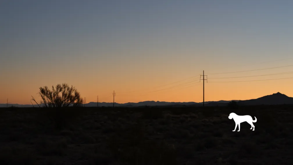 Câine erou salvează copil pierdut în deșertul Arizona