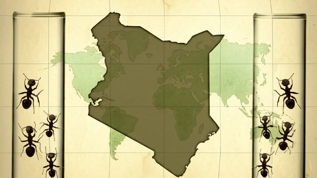 4 bărbați acuzați de tentativă de contrabandă cu mii de furnici din Kenya