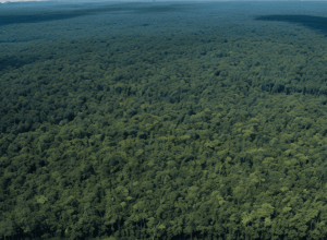 Pierderea Pădurilor la Nivel Global A Atins un Record Istoric în 2024: Alarmă pentru Climă și Biodiversitate