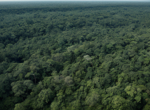 Un elicopter cu opt persoane la bord a dispărut în insula Borneo din Indonezia