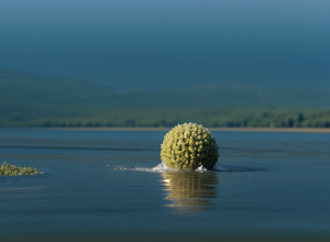 Amibă devoratoare de creier în Lacul Murray: Părinții cer avertizări obligatorii după moartea fiului lor