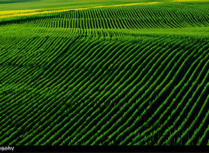 Călătorie prin România: De la Munții Carpați la Marea Neagră