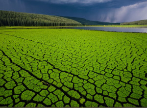 Impactul schimbărilor climatice asupra ecosistemelor