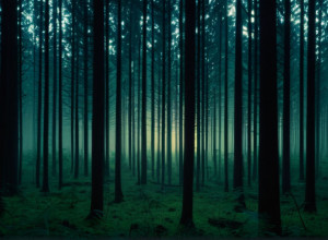 Femeia implicată în cazul „Slender Man” din Wisconsin a dispărut după ce a tăiat brățara de monitorizare electronică