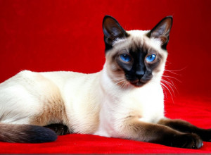 Istoria rasei de pisici siameze