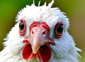 Primul caz de deces cauzat de o tulpină rară de gripă aviară H5N5 în SUA