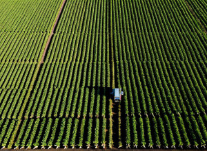 Aplicarea tehnologiilor inteligenței artificiale în agricultură
