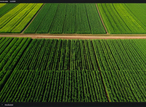 Aplicarea inteligenței artificiale în agricultură