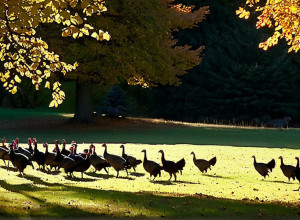 O alternativă la Ziua Recunoștinței: Curcani "adoptați" în loc să fie serviți la masă