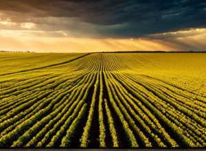 Datele USDA Ridică Semne de Întrebare Asupra Achizițiilor Chineze de Soia Americane