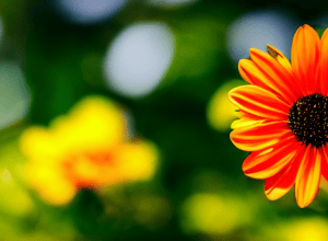 5 Moduri Inspirate de Natură pentru a Aduce Bucurie și Uimire în Viața Ta Primăvara Aceasta | Activități Relaxante și Creative