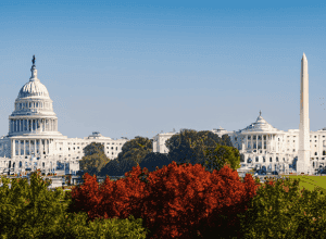 Cireșii înfloriți din D.C.: O oază de liniște