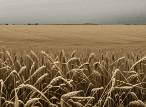 Tarifele amenință piețele agricole din SUA