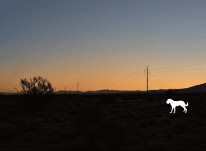 Câine erou salvează copil pierdut în deșertul Arizona