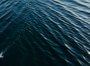 Peștele-remora: Surfing pe balene în cele mai sălbatice ape ale oceanului