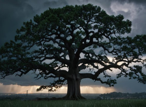 Protestatarii din Chicago renunță la procesul împotriva tacticilor ofițerilor de imigrare