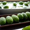 Focar de salmonella legat de castraveți: Zeci de persoane s-au îmbolnăvit