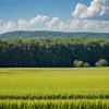 Fermierii din Virginia reînvie tradiția recoltării și cultivării ierburilor