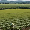 Războiul lui Kennedy Jr. împotriva pesticidelor stârnește furia fermierilor și a unui senator republican