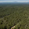 California sub presiune: incendii, deficit și exodul Hollywood-ului – cât de rezistent este statul?