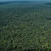 Pierderea Pădurilor la Nivel Global A Atins un Record Istoric în 2024: Alarmă pentru Climă și Biodiversitate
