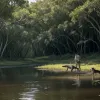 Față în față cu un aligator: Ghid complet despre cum să te protejezi