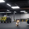 Primul Corgi Polițist din China a Devenit Vedetă Online cu Aptitudini Speciale
