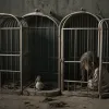 Șocant: Un cuplu a închis o fată într-o cușcă de câini timp de 7 ani
