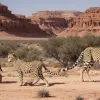 Trump, încântat de acordul Arabiei Saudite pentru doi leoparzi arabi rari