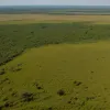 Studiu nou: o metodă eficientă de descurajare a braconajului de rinoceri a fost identificată