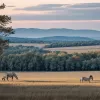 Oaspete neobișnuit: O zebră evadată uimește localnicii din Tennessee, SUA