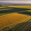 Studiu Nou: Agricultura în America de Nord Antică Era Mult Mai Extensivă Decât S-a Crezut