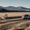 O zebră evadată a fost prinsă în Tennessee