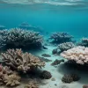O națiune pe cale de dispariție dă în judecată lumea: Cazul climatic istoric al Vanuatu ajunge la Haga