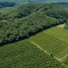 SUA impun un tarif de 50% pe cafeaua braziliană: fermele de familie, în pragul colapsului
