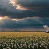 SUA: Agenția pentru Protecția Mediului propune reautorizarea erbicidului controversat dicamba