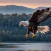După 250 de ani: Vulturul pleșuv devine pasărea oficială a SUA, un gest de onoare pentru nativii americani