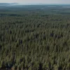 Siria: Incendiile masive de vegetație au fost aduse sub control după 10 zile de luptă cu flăcările