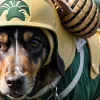 Câinele detectiv Maple ajută la salvarea albinelor: fosta K-9 adulmecă amenințările în Michigan