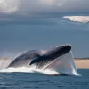 Balenă moare după coliziune cu o barcă mică în largul coastei New Jersey