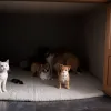 Pregătirea Animalelor de Companie pentru Uragane