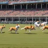 Curse de Corgi în Lituania: Picioare mici, vise mari și un eveniment internațional