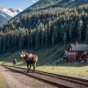 Elanul Emil: Un Oaspete Sălbatic Rar Creează Agitație în Austria