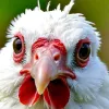 Primul caz de deces cauzat de o tulpină rară de gripă aviară H5N5 în SUA