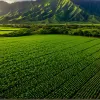 Revoluția Tehnologică în Agricultura din Hawaii: Eficiență și Securitate Sporite