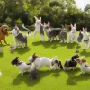 Cum animalele de companie din adăpost schimbă vieți: Povești emoționante